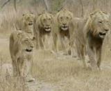 leoes-numero-maior-que-um